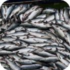 Мурманский морской рыбный завод опубликовал тендер